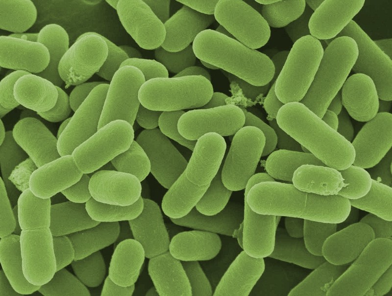 Probiotics- Friendly Bacteria
