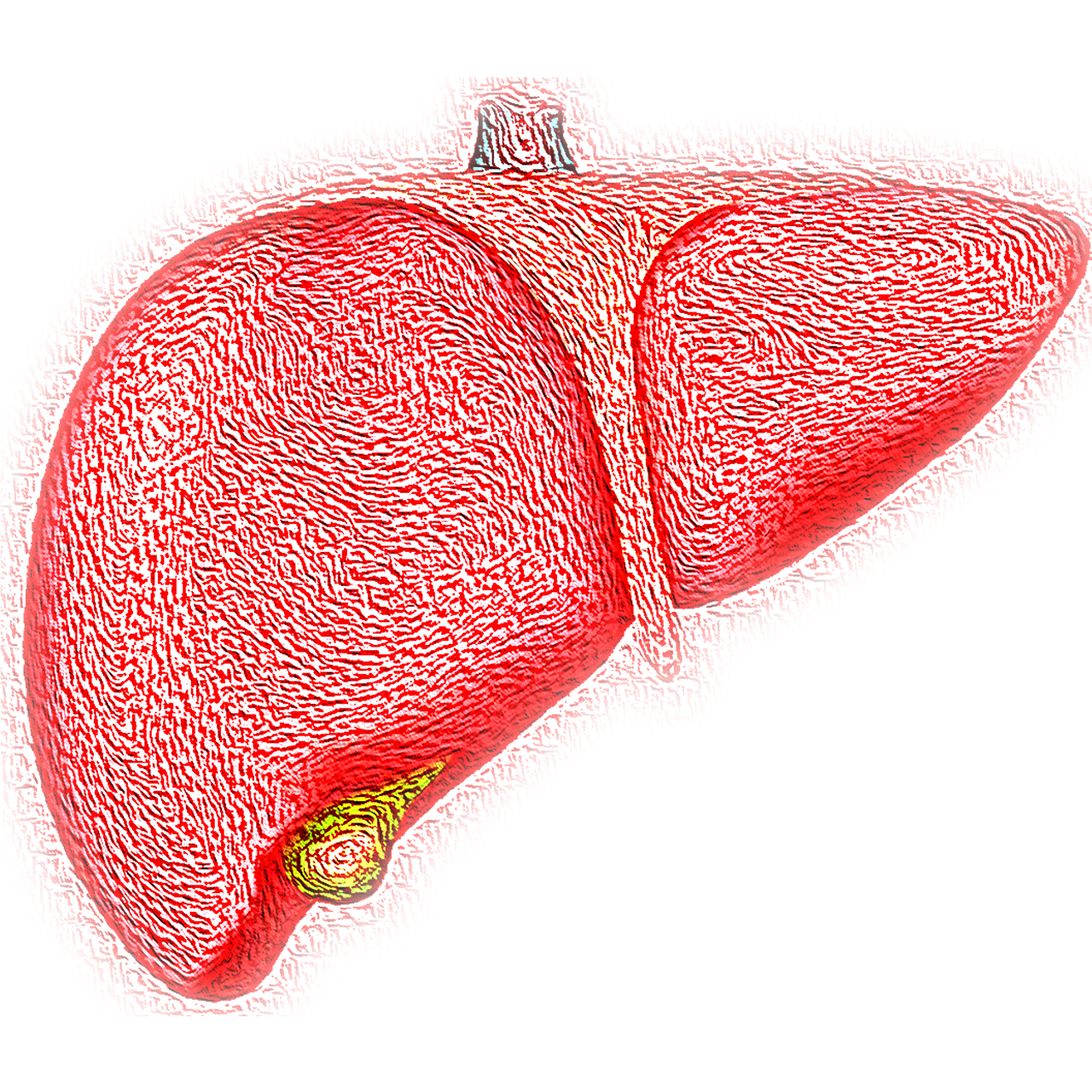 Liver Health: Caring for the main filter of the body