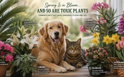 Spring Is in Bloom and So Are Toxic Plants: What Pet Owners Should Watch for This Season