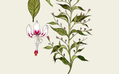 Ancient Wisdom Meets Modern Immune Defense: Meet AndroPan